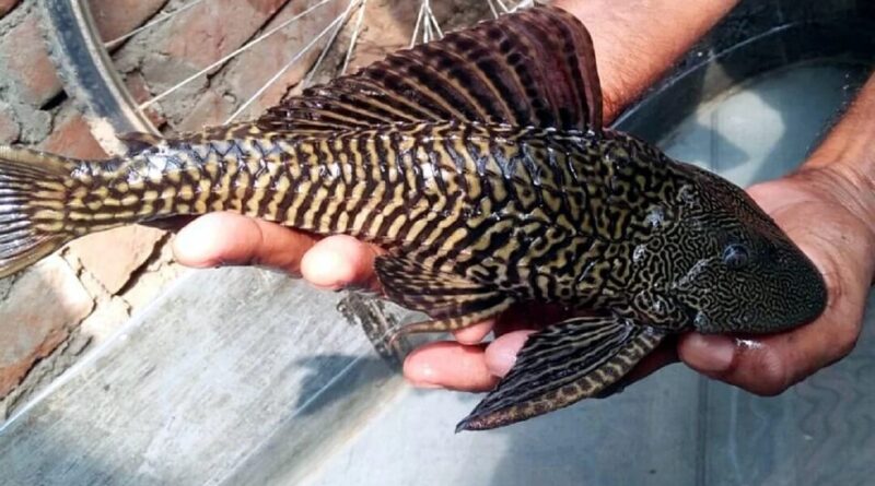 Prabhatkhabar2022 096ecf5669 be8a 4be2 92e2 ab4f3bf53296fish 01