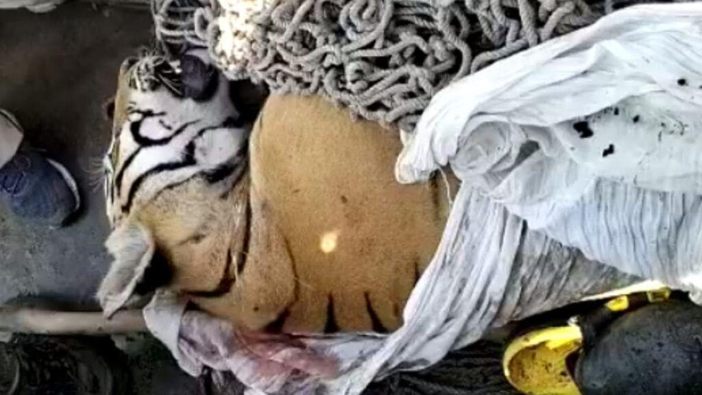 बिहार: बाघ की लाश पर लाठी लेकर टूटी थी भीड़...1000 पर FIR, पशु क्रूरता समेत 13 धाराओं में केस 1 man eater tiger shot dead sixteen nine