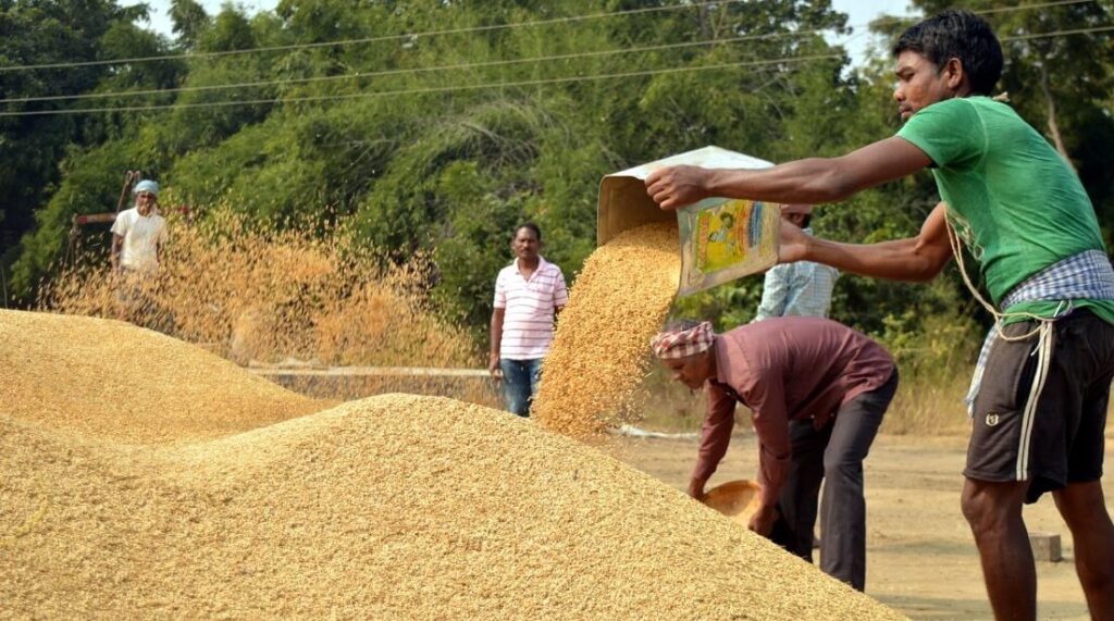 उसना चावल के चक्कर में सरकार के करोड़ों रुपये फंसे!, ढाई सौ कामगारों के रोजगार पर भी लगा ग्रहण 1 paddy