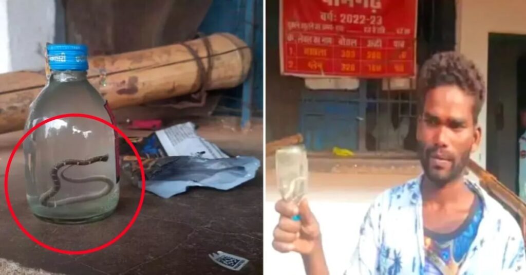 पीने के लिए सीलबंद देसी दारू की बोतल खोली, अंदर करैत सांप निकला, छत्तीसगढ़ का मामला 1 20221109 121319