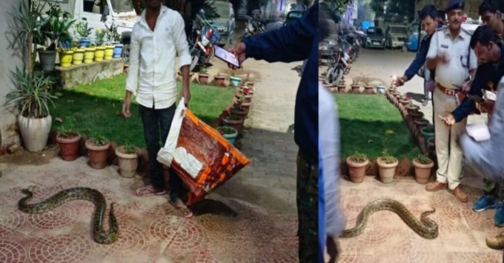 बिहार: जब थाने में अजगर लेकर घुस गया युवक, थोड़ी देर के लिए मच गई अफरा-तफरी 1 20221118 142125
