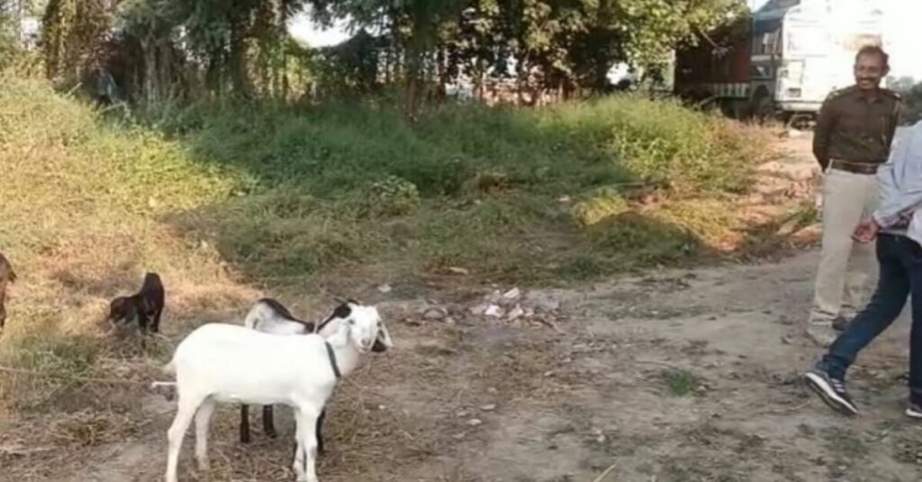 बिहार: चोरों को पकड़ने वाली पुलिस चरा रही बकरी, चारा जुटा रहे चौकीदार, जी का जंजाल बनी 5 बकरियां, जानें पूरा मामला 1 20221120 095309