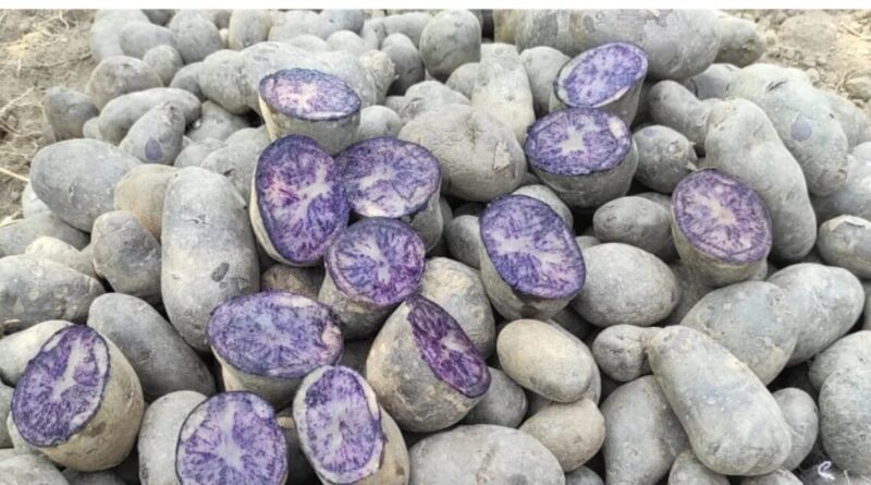 black potato 166824012816x9 1