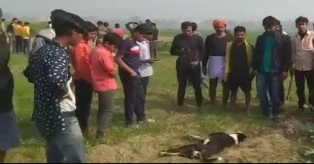 बेगूसराय में कई इंसानो को निवाला बना चुके आवारा कुत्तों की शूटिंग शुरू, वन विभाग ने 6 को मार गिराया 1 20221223 174434