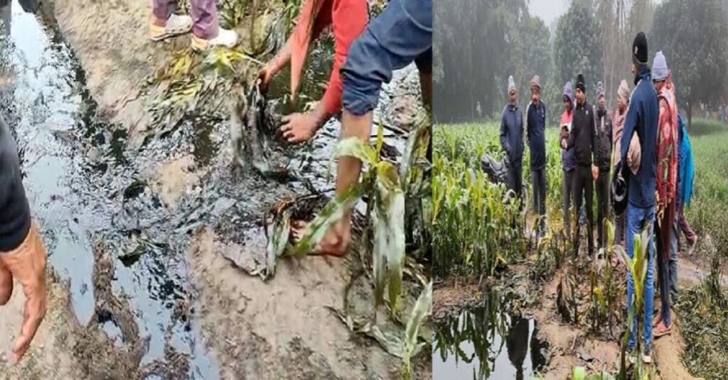 बिहार: खेत से निकलने लगा कच्चा तेल...लूटने की मची होड़, डिब्बा-बाल्टी जिसे जो मिला वो लेकर पहुंचा; पाइप लाइन में लीकेज की संभावना 1 20230110 123101