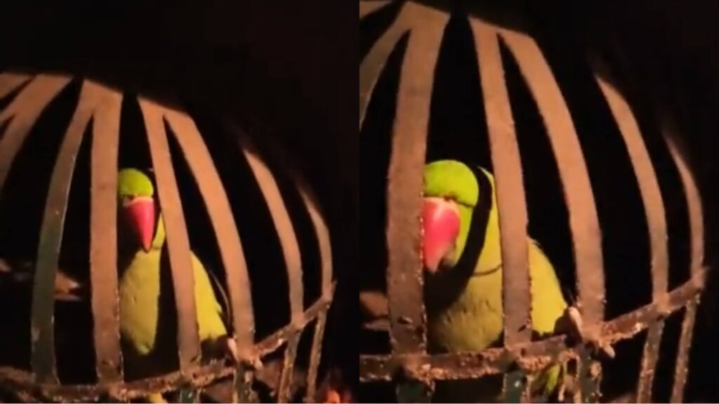 बिहार के दारोगा जी तो गजब निकले! शराब माफिया का तोता से पूछा उसका पता, मिट्ठू बोलता रहा- कटोरे-कटोरे 1 Picsart 23 01 25 15 00 08 098