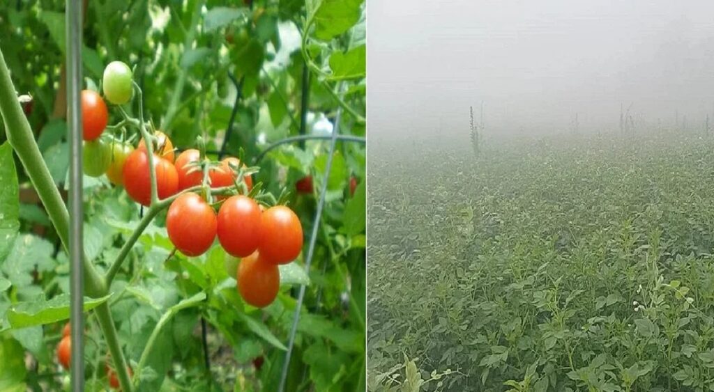 खेती-किसानी: आलू-टमाटर के साथ रवी फसलों में फैल रहा झुलसा रोग, जानें ठंड से पशुओं को बचाने के लिए टिप्स 1 Prabhatkhabar2023 01b0ed49bc 4570 4d6b 93b7 096fe8eea71b90 01