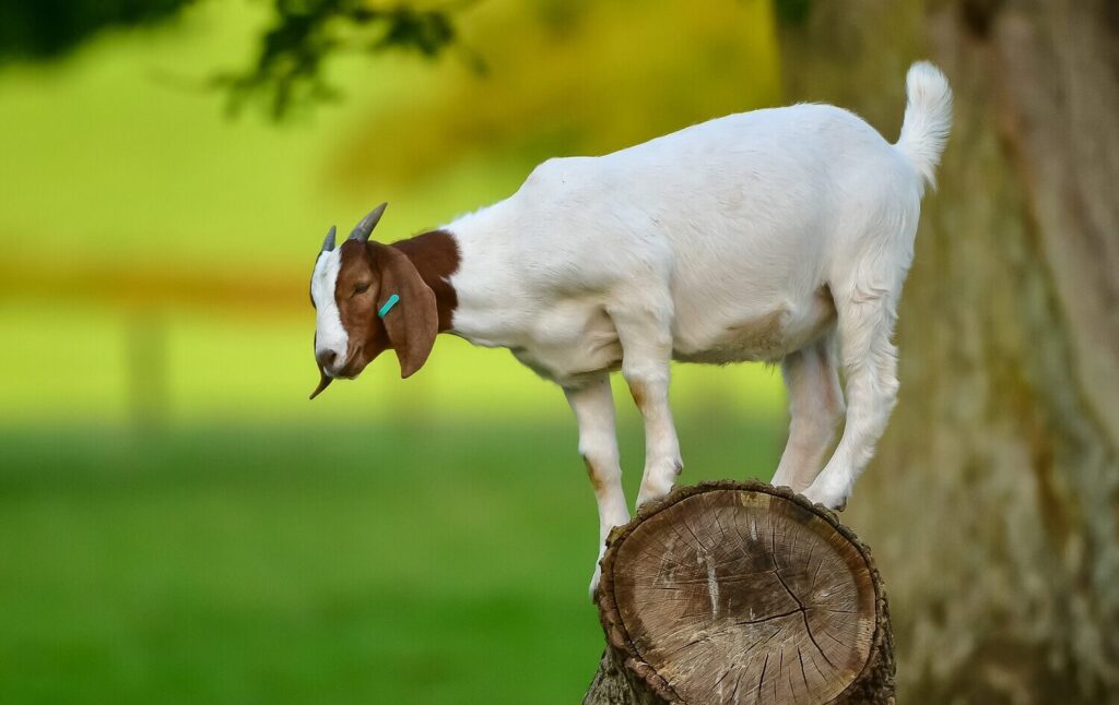goat farming imge 01