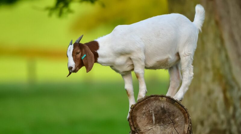 goat farming imge 01