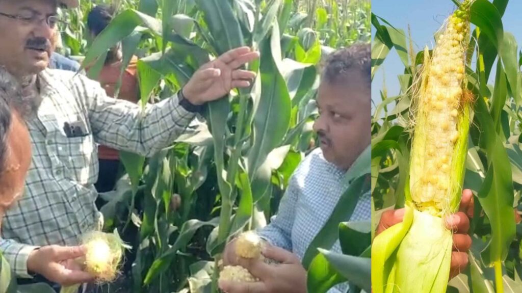 मक्के की बाली में दाना नहीं आने पर कृषि वैज्ञानिकों की 4 सदस्यी टीम जांच में पहुंची, Samastipur Town पर चली थी खबर 1 GridArt 20230308 144938716