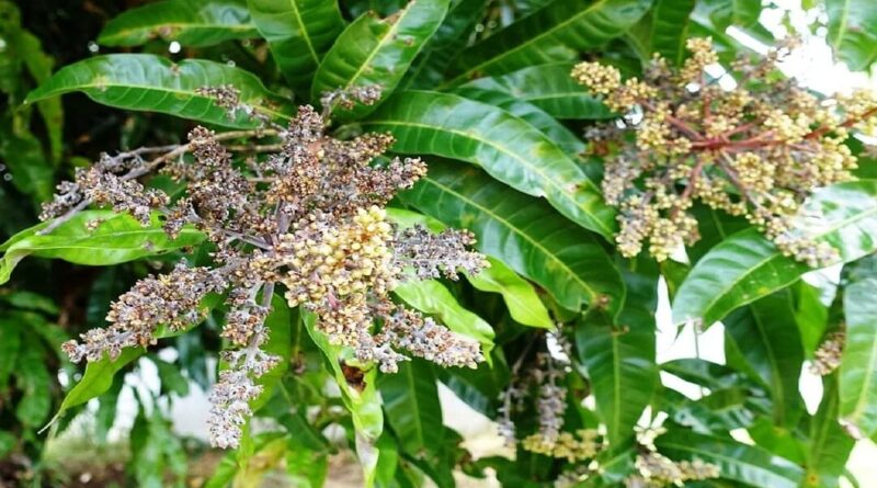 Prabhatkhabar2023 037a415631 da68 4956 8746 833c9c983e50aam ka manjar 01