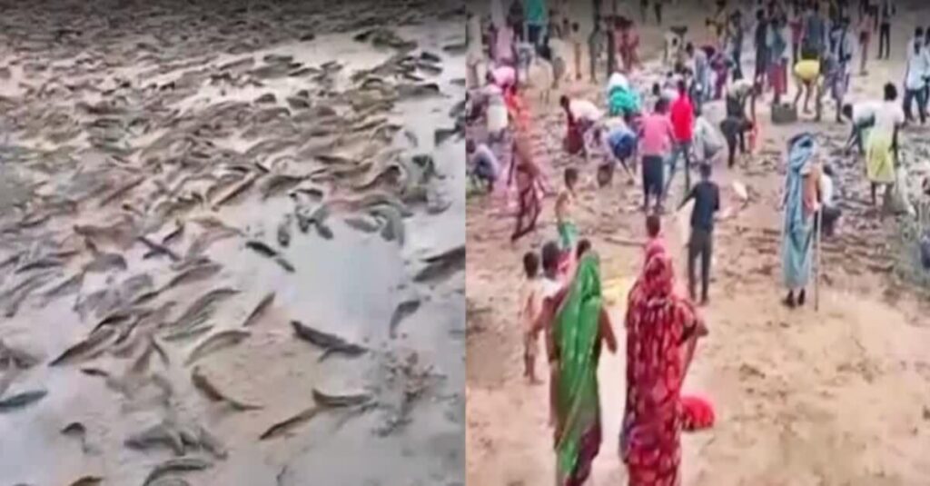 बिहार: पुलिस ने जब्त की ट्रक में मिली प्रतिबंधित मछली, आधी लूट ले गए ग्रामीण, खाने से हो सकती है घातक बीमारी 1 20230428 131819