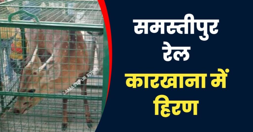 समस्तीपुर रेल कारखाना में अचानक आ गया हिरण; देखने के लिए जुटी लोगों की भीड़, सूचना पर पहुंची वन विभाग ले गई अपने साथ 1 IMG 20230428 WA0038