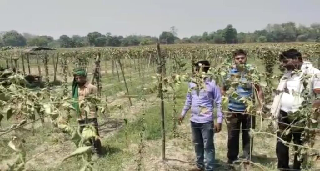 वारिसनगर में लहलहाते परवल की फसल को असमाजिक तत्वों ने काटकर किया क्षतिग्रस्त, लाखों का नुकसान 1 Screenshot 2023 04 20 13 46 49 78 92460851df6f172a4592fca41cc2d2e6 01