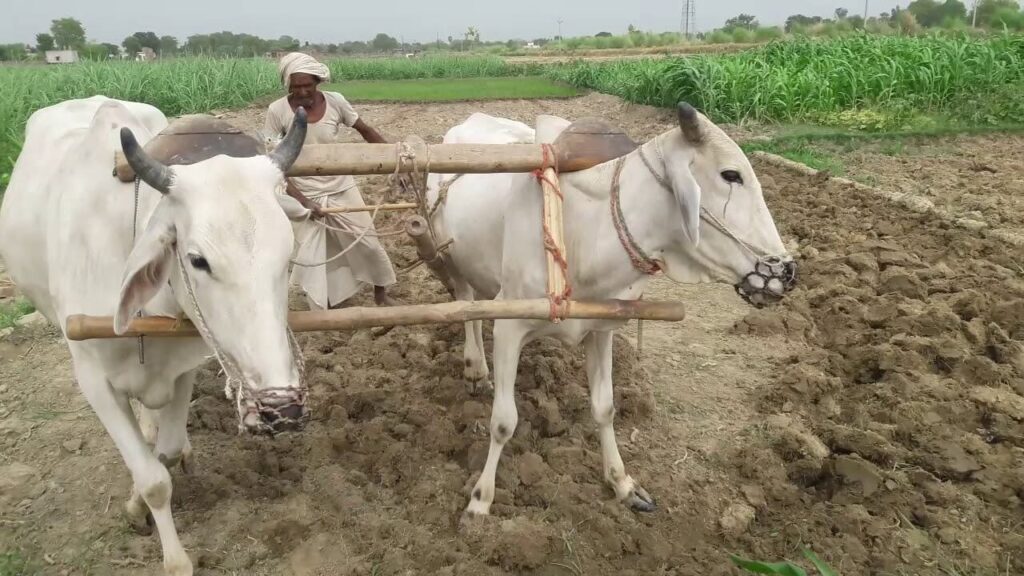 सावधान! बिहार में बदल गया 'कृषि चक्र', बुआई की अवधि में बढ़ोतरी, उत्पादन में कमी, जानें क्या है कारण और उपाय 1 maxresdefault1 01