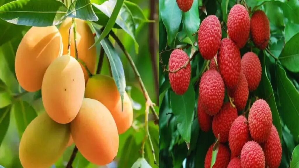 पकने लगी है शाही रसीली लीची, जल्द आने वाला है फलों का राजा आम; बिहारी फल का स्वाद लेने को हो जाएं तैयार 1 22 08 2022 aam 23000457 01
