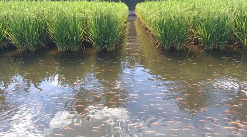 Prabhatkhabar2023 05d14322f2 1e03 4b84 947d 9f793a732a66fish 01