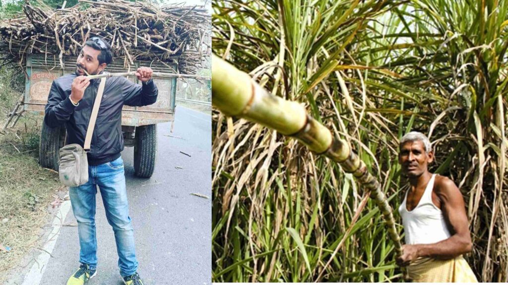 ईख अनुसंधान संस्थान पूसा ने गन्ना के 7 नये प्रभेद किया विकसित 1 GridArt 20230625 091258480
