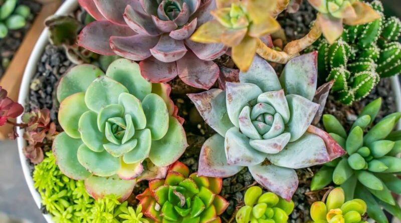 types of succulents 01