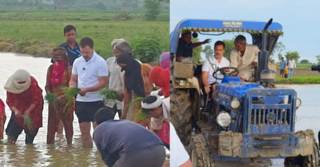 सुबह-सुबह धान के खेतों में पहुंचे राहुल गांधी, ट्रैक्टर से जुताई कर मजदूरों के साथ की रोपाई 1 20230708 105022