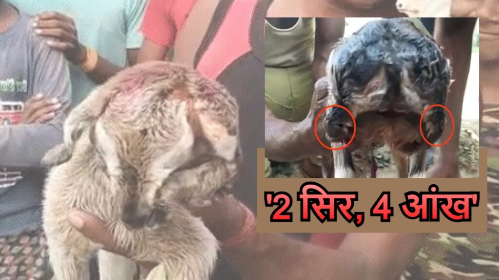 बिहार में जन्मा दो सिर और चार आंख वाली बकरी का बच्चा, दोनों मुंह से पीता है दूध 1 omgnewscover 1690768049