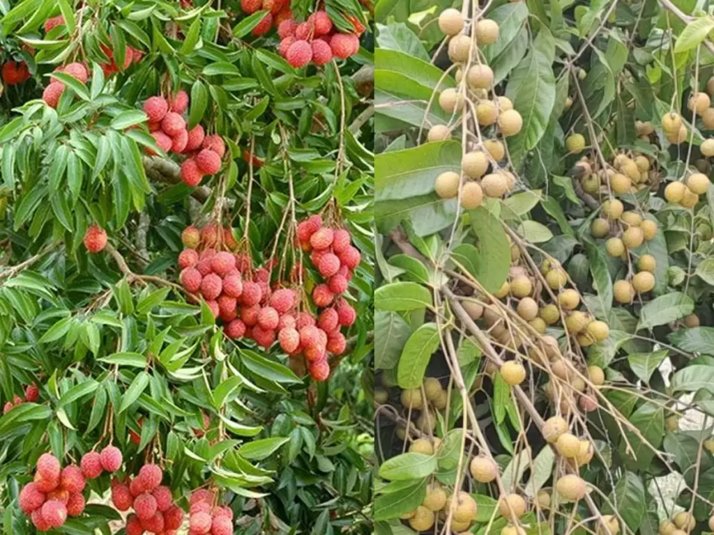 लीची का इंतजार खत्म, जानिए- कब से बाजार में आएगा बिहार का शाही फल; विदेशों में जबरदस्त मांग 1 lichi lookalike fruit longan