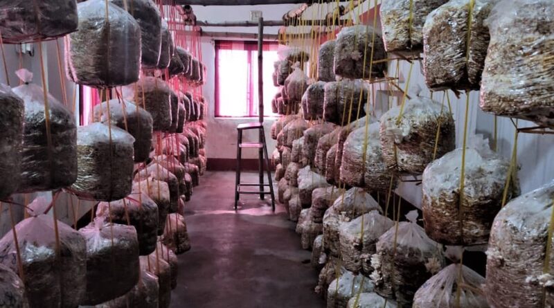 केंद्रीय कृषि विश्वविद्यालय पूसा से ट्रेनिंग लेकर आप भी मशरूम की खेती से कमा सकते हैं लाखों का मुनाफा... 1 IMG 20230929 WA0006 1