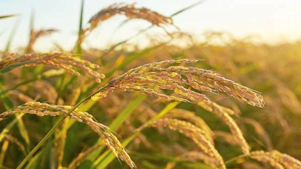 समस्तीपुर में मजदूर की कमी से तेज नहीं हो पा रही धान की कटनी, धान उत्पादक किसान परेशान 1 10 11 2022 untitled design 53 23193950 23510582 01
