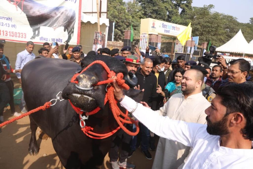 10 करोड़ कीमत और 30000 से ज्यादा बच्चों के पिता गोलू-2 से मिले बिहार के उपमुख्यमंत्री तेजस्वी यादव! 1 20231223 165303