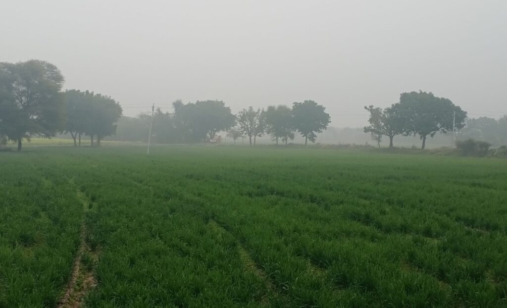 गेंहूं की फसल के लिए वरदान है कोहरा, सब्जी और फूलों की खेती के लिए है नुकसानदायक 1 4bed177f 3bb1 4f39 b326 530ba9db2494 1672459613994 01