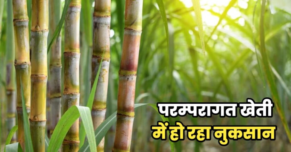 10 हजार एकड़ में हसनपुर के किसानों ने की है इंटरक्रॉपिंग खेती, एक ही उर्वरक एवं सिंचाई से दो फसलों का उपार्जन, ले रहे दोहरा लाभ 1 IMG 20240108 WA0002