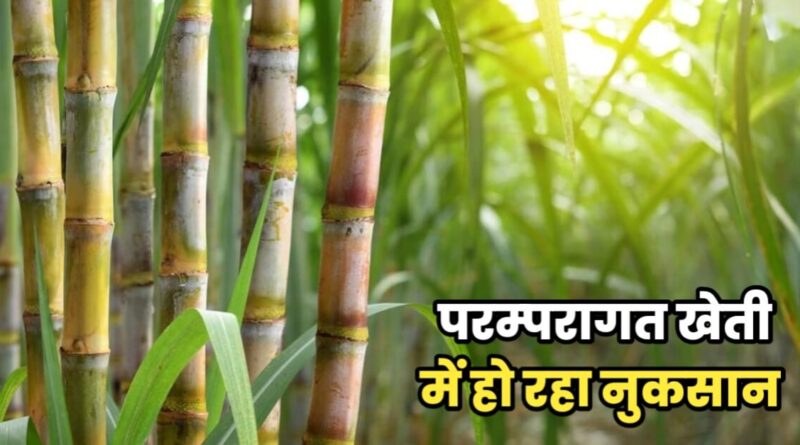 10 हजार एकड़ में हसनपुर के किसानों ने की है इंटरक्रॉपिंग खेती, एक ही उर्वरक एवं सिंचाई से दो फसलों का उपार्जन, ले रहे दोहरा लाभ 1 IMG 20240108 WA0002
