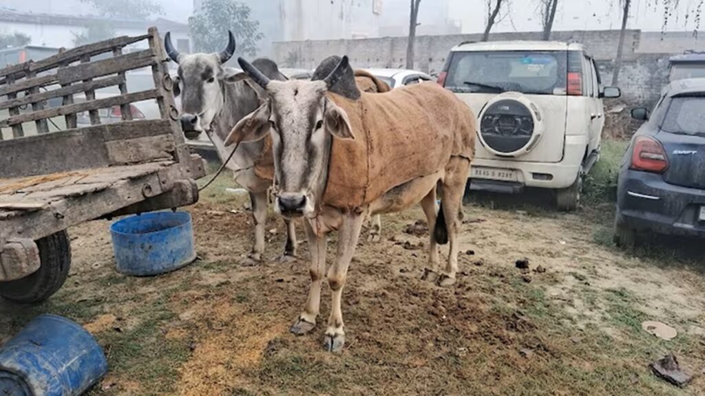 बिहार में पुलिस कस्टडी में 'बेजुबान', मालिक की याद में छोड़ा खाना-पीना, शराब तस्करी से जुड़ा है कनेक्शन 1 bel 1708088860