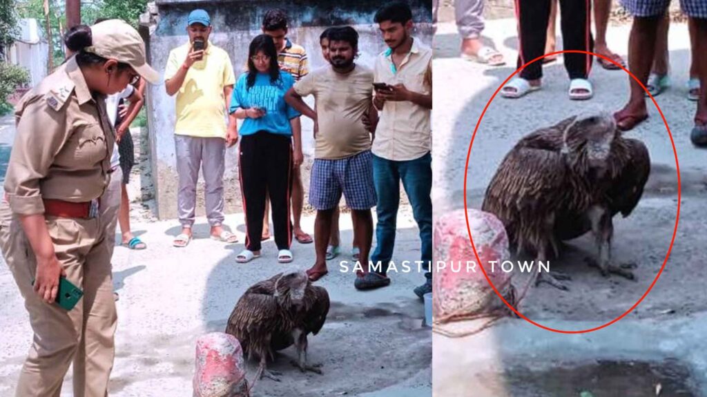 भटककर समस्तीपुर के महमदा गांव पहुंचा गिद्ध, एक झलक देखने को उमड़ी भीड़ 1 Picsart 24 04 12 12 44 42 730 01