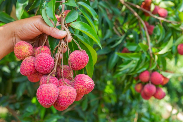 agriculture lychee fruit thailand 1150 13615 01
