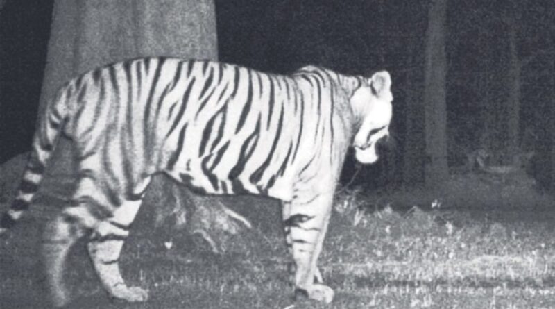 बिहार के इस गांव में दिखा बाघ, घर में दुबके लोग, वन विभाग की पहुंची 30 गाड़ियां 1 Tiger Seen in Betla National Park 1024x683 1