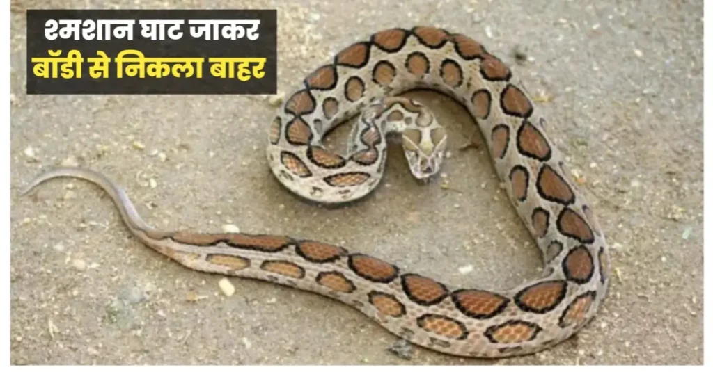 बिहार: चिता पर लिटाई लाश तो कपड़े से निकला सांप; 18 घंटे तक युवक के शरीर में छिपा रहा रसेल वाइपर, श्मशान घाट में बॉडी से निकला बाहर 1 20240825 081203