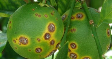 Picsart 24 08 26 12 06 49 243