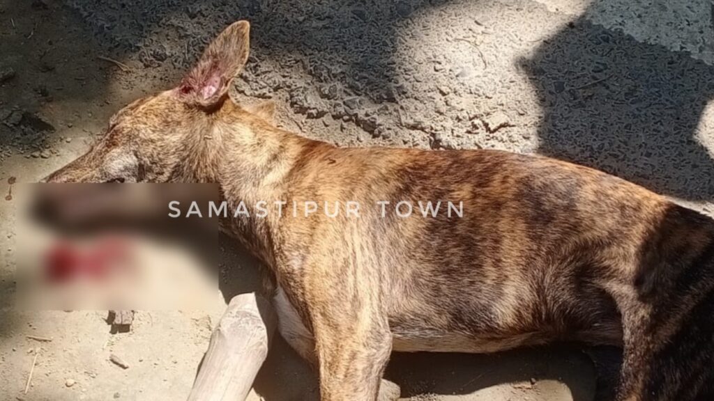 समस्तीपुर : सियार ने 16 साल के लड़के पर किया हमला तो ग्रामीणों ने घेरकर पीट-पीटकर मा'र डाला 1 Picsart 24 09 21 14 02 15 067
