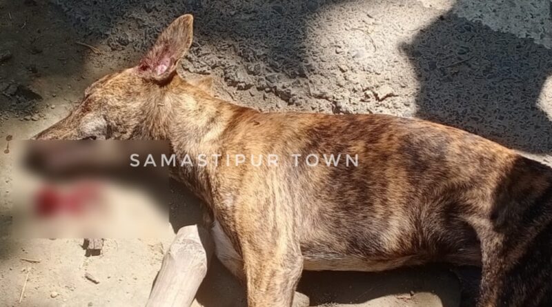 समस्तीपुर : सियार ने 16 साल के लड़के पर किया हमला तो ग्रामीणों ने घेरकर पीट-पीटकर मा'र डाला 1 Picsart 24 09 21 14 02 15 067