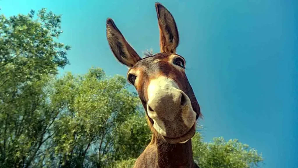 बिहार: गधे की मौत पर हुआ जमकर बवाल, पुलिस ने 65 लोगों के खिलाफ दर्ज की FIR 1 meaning of donkey 7 0
