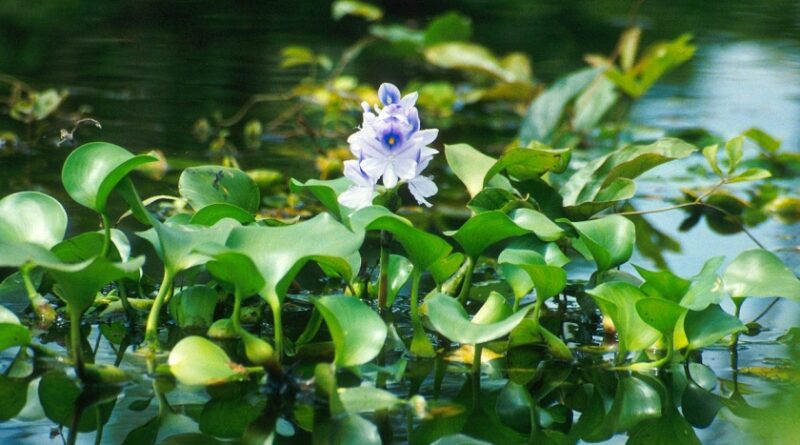 1200px Water hyacinth