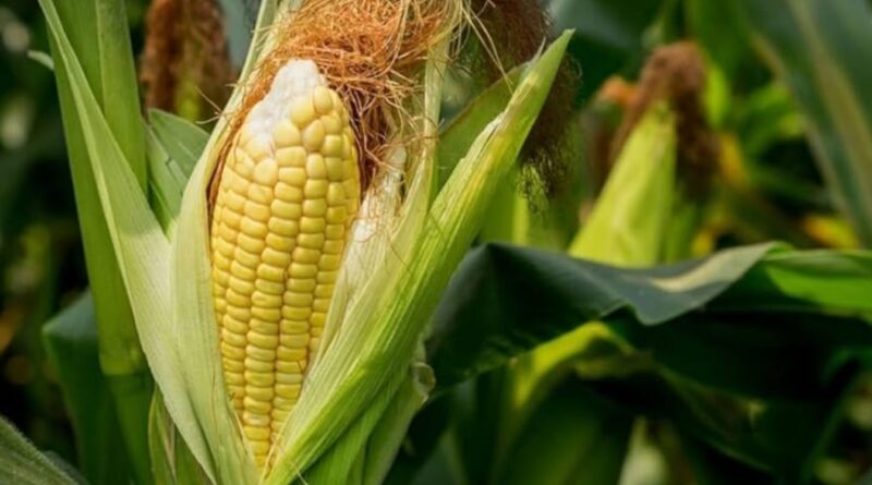 Picsart 24 11 03 09 24 42 955