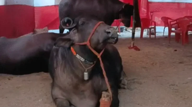 रोजाना पीता था 2 बोतल बीयर! सोनपुर मेले में आकर शराबबंदी से परेशान हो गया 2 करोड़ का भैंसा 1 Screenshot 20241117 112534