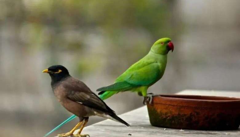 बिहार: पिता तोता सिंह, मां मैनी देवी, बेटे कौआ ने दिया आय प्रमाणपत्र का आवेदन; क्या है माजरा? 1 WhatsApp Image 2024 08 24 at 1 54 07 PM