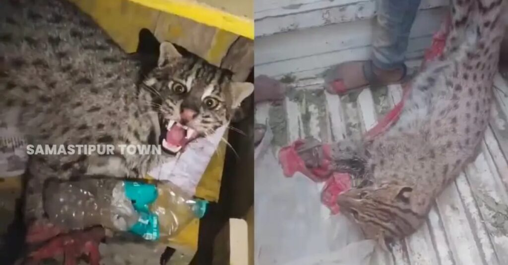 समस्तीपुर में तेंदुआ मिलने का हल्ला, पकड़ने पर निकला जंगली बिल्ली, कई लोग जख्मी, ले गयी वन विभाग की टीम 1 IMG 20241226 WA0079