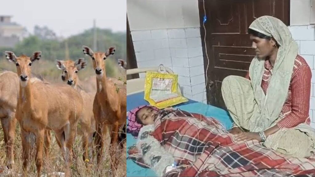 समस्तीपुर में नीलगाय पर चलाई गोली, खेत में घास काट रही नाबालिग लड़की को लगी; शिकारी हुआ फरार 1 InCollage 20241215 231520118