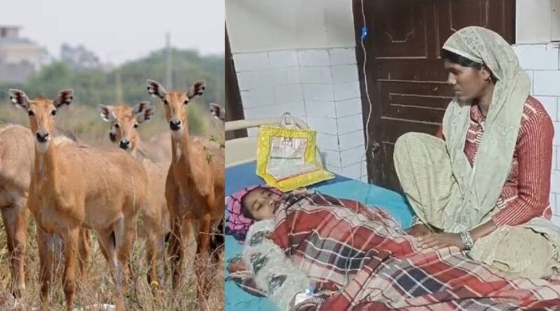 InCollage 20241215 231520118