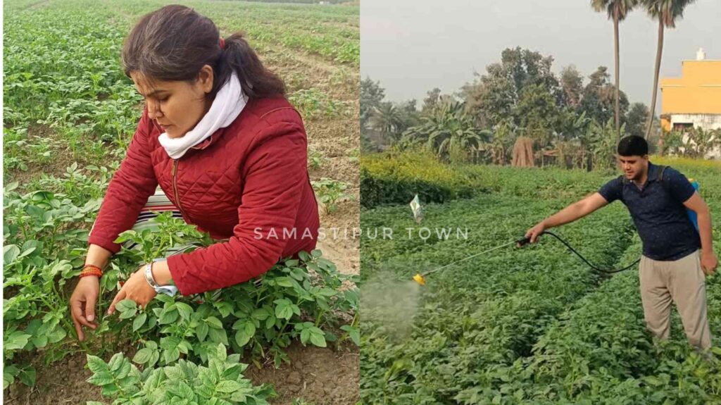 समस्तीपुर में ठंड से सब्जी की फसलें हो रहीं बर्बाद, उत्पादन भी घटा 1 InCollage 20250108 101256776