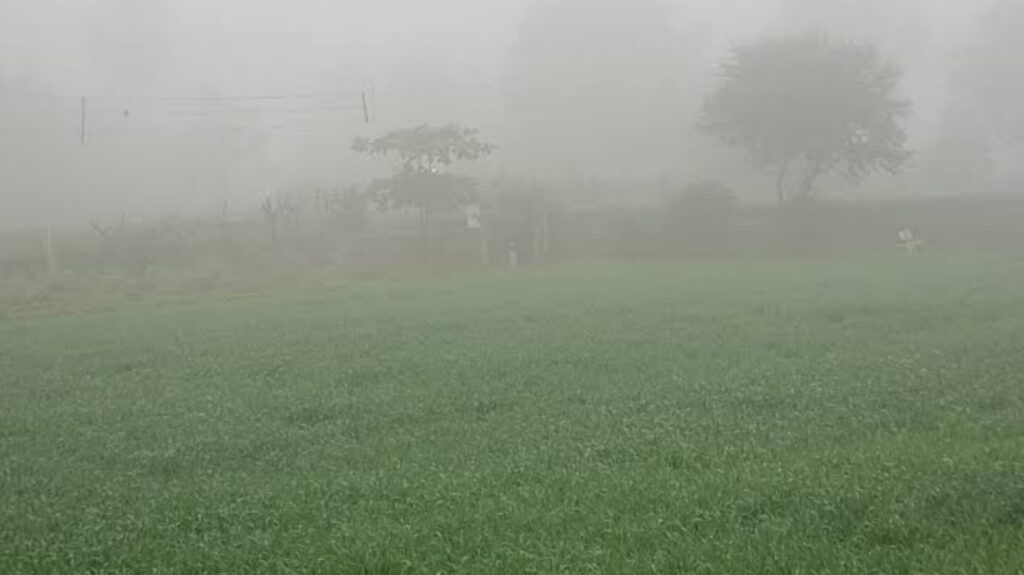 कड़ाके की ठंड गेहूं की फसल के लिए बनी वरदान, सब्जी को हो रहा नुकसान; किसानों के लिए खबर... 1 Picsart 25 01 06 09 49 12 278